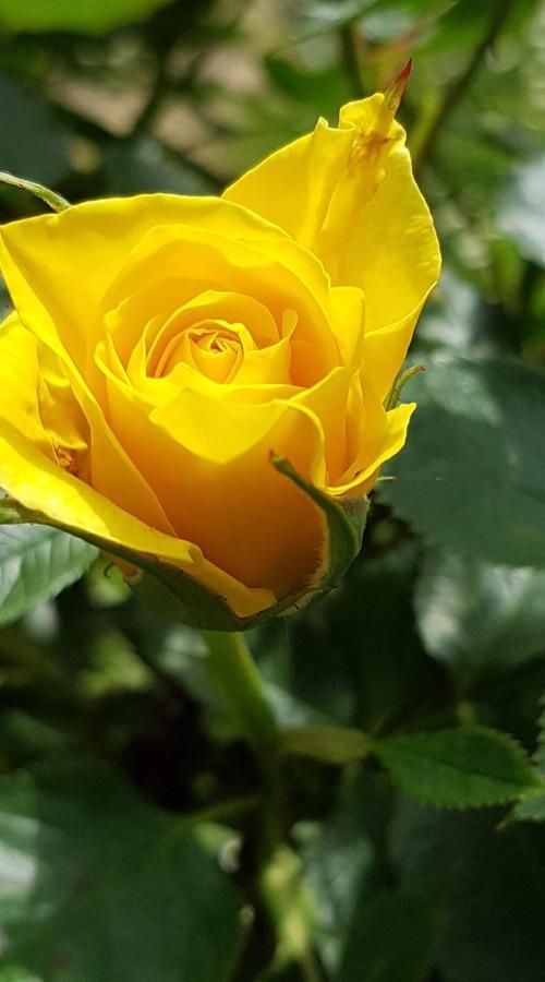 Yellow Rose Rakovica Luaran gambar